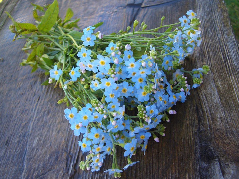 Незабудки - оригинал