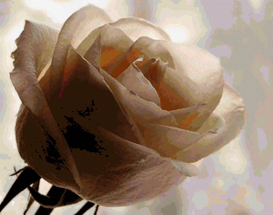 роза - роза, квіти - предпросмотр