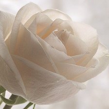 Схема вышивки «роза»