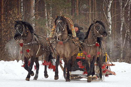 тройка - тройка, кони, зима, лошади, упряжка, сани - оригинал