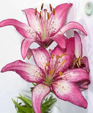 №301159 - оригинал