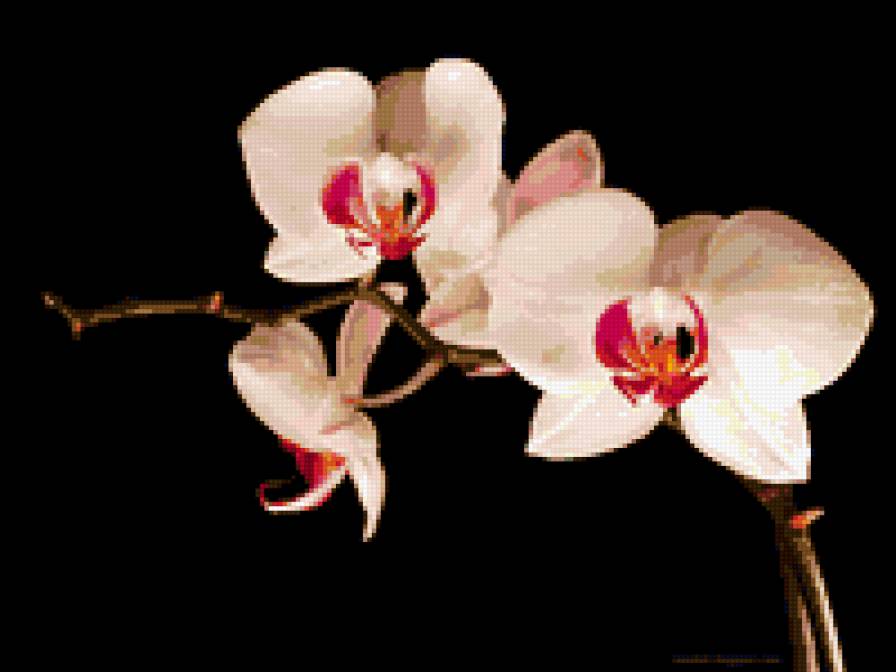 Орхидея - цветы - предпросмотр