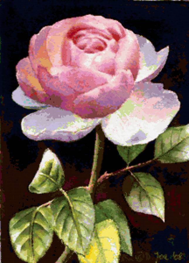 роза - предпросмотр