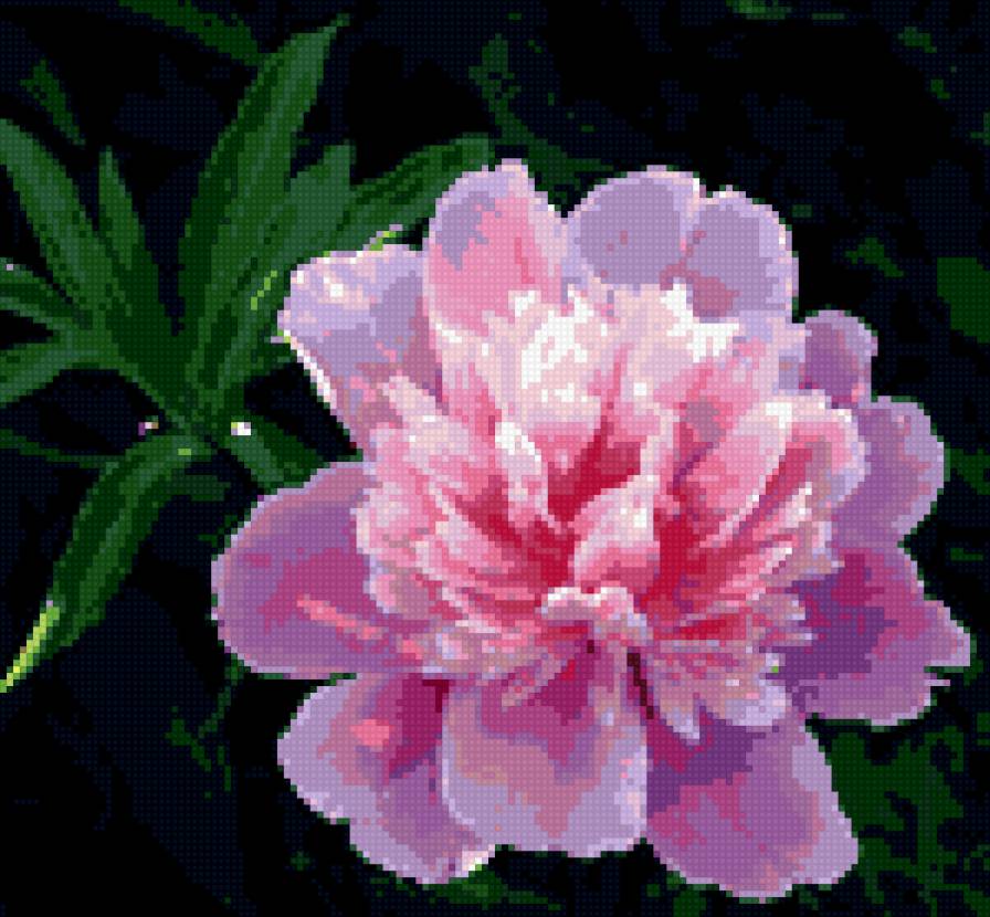 Пион - пион - предпросмотр