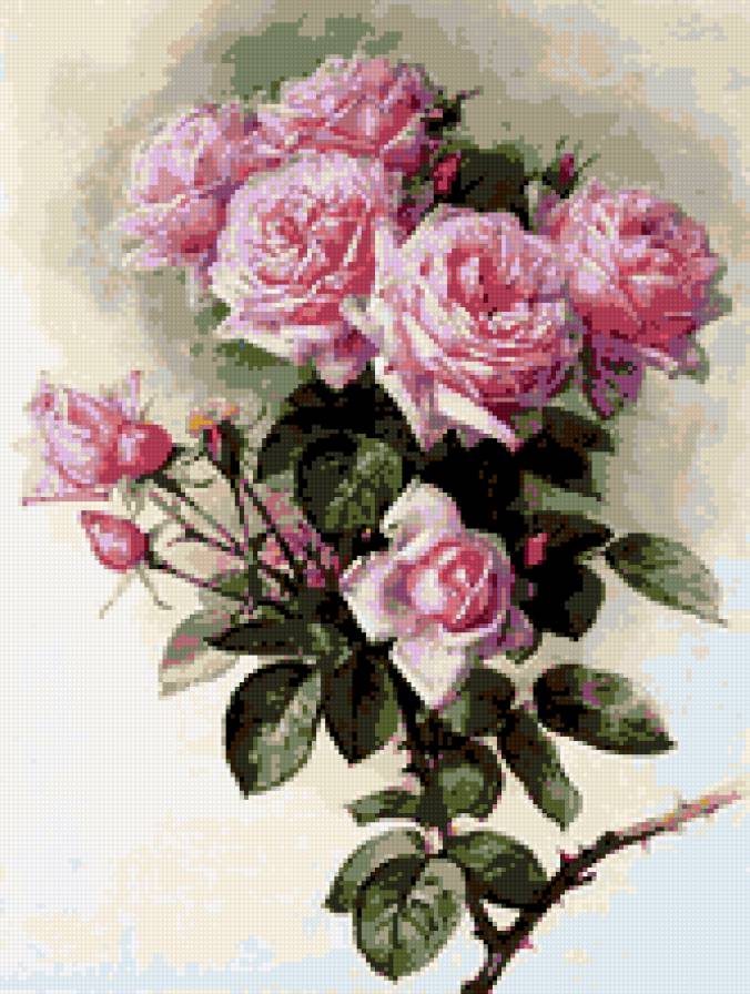 розовые розы - розы, цветы - предпросмотр