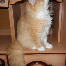 мой котик рыжик