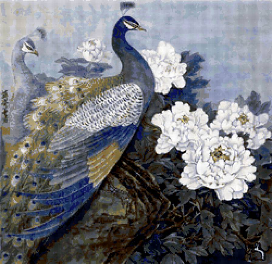 Павлины - птицы, павлины - предпросмотр