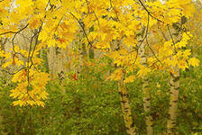 Схема вышивки «№302198»