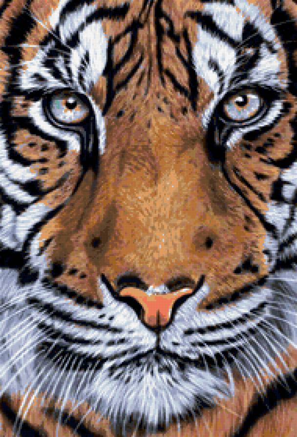 тигр - кошки, животные, хищники, взгляд, тигры - предпросмотр