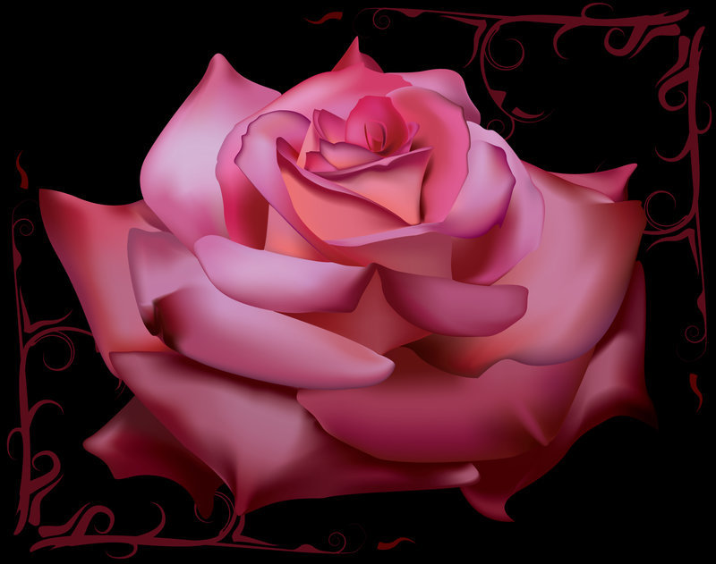 роза - розы, цветок, цветы - оригинал