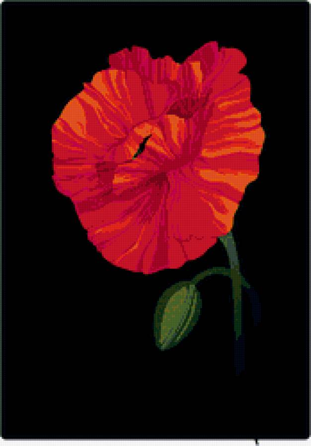 мак - полевые, маки, цветы, цветок - предпросмотр