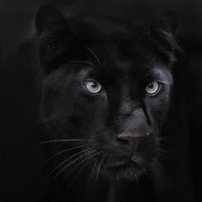 чорная пантера