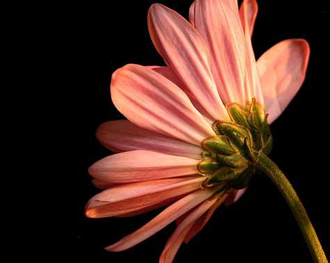 Flower - оригинал