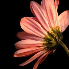 Схема вышивки «Flower»