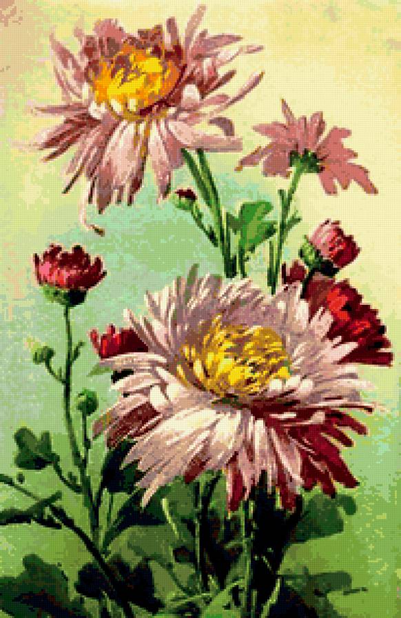 хризантема - предпросмотр
