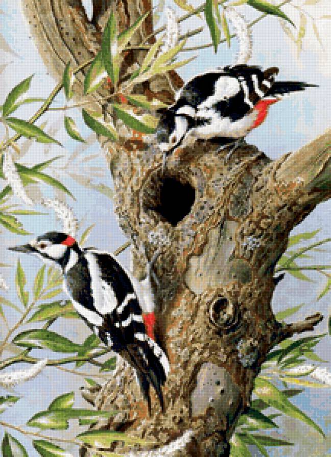 дятлы - птицы - предпросмотр