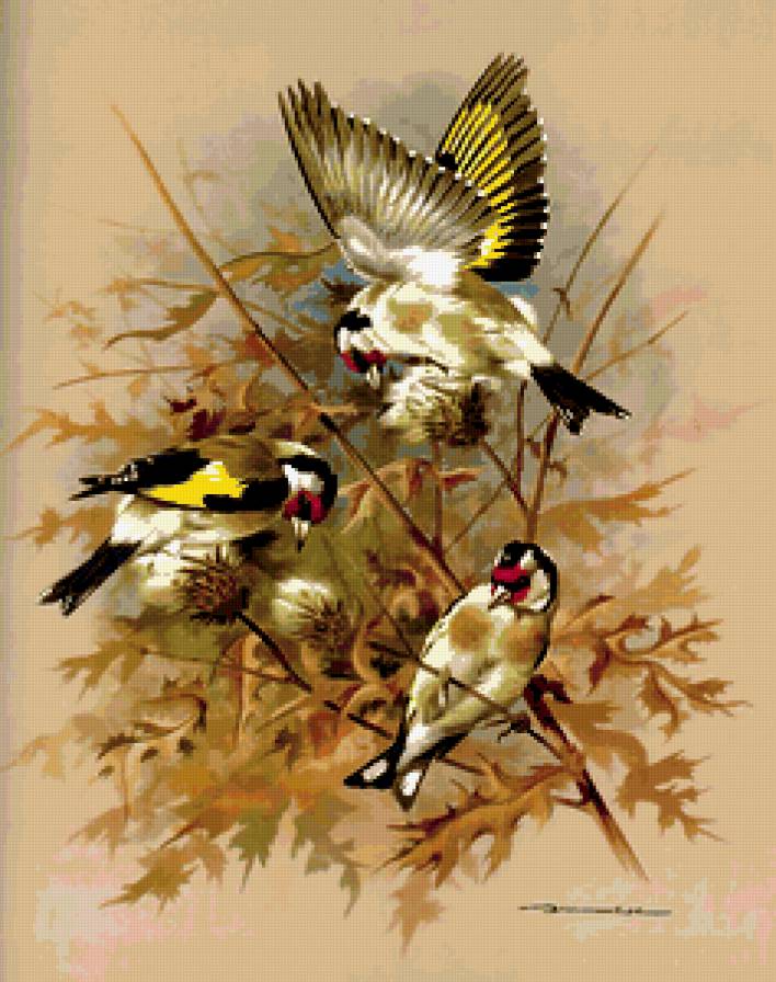 птицы - птицы - предпросмотр