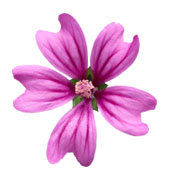 цветок - цветок - оригинал