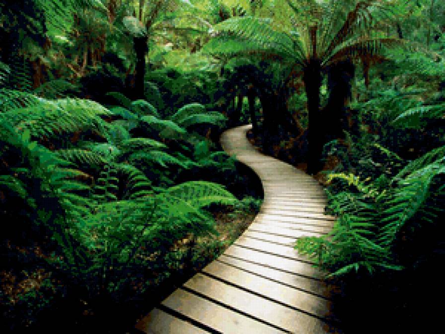 дорога в джунгли - природа, тайна, джунгли, дорога - предпросмотр