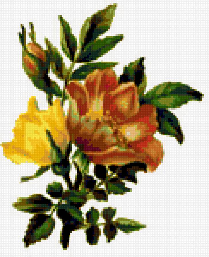 и это тоже роза - цветы - предпросмотр