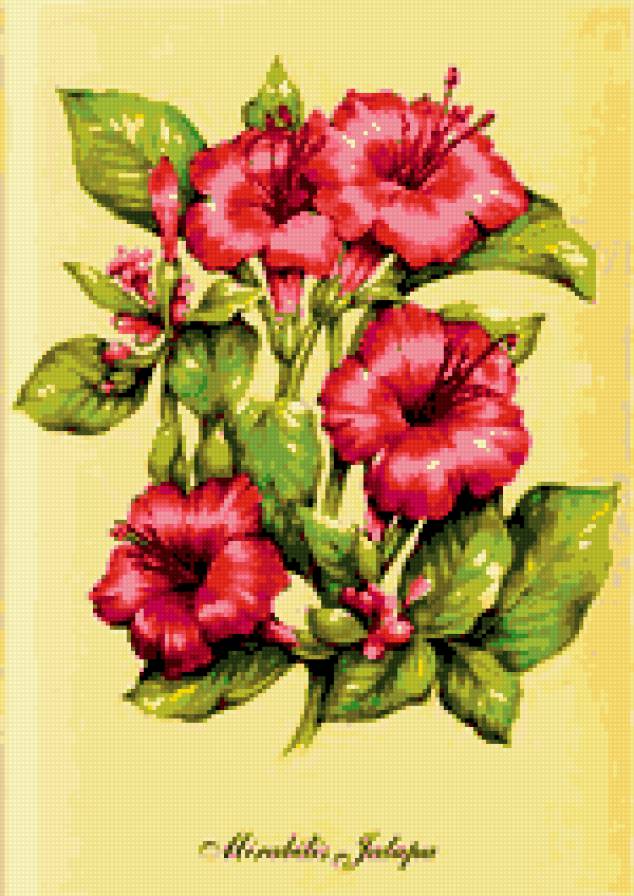 красота - букет, цветы - предпросмотр