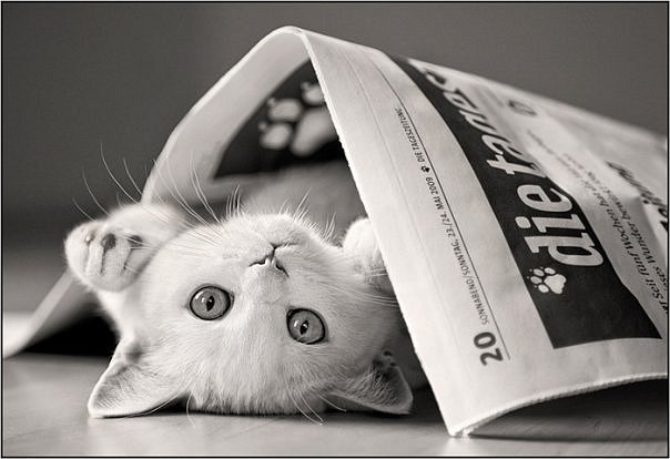 кошка - кошка, котенок, газета - оригинал