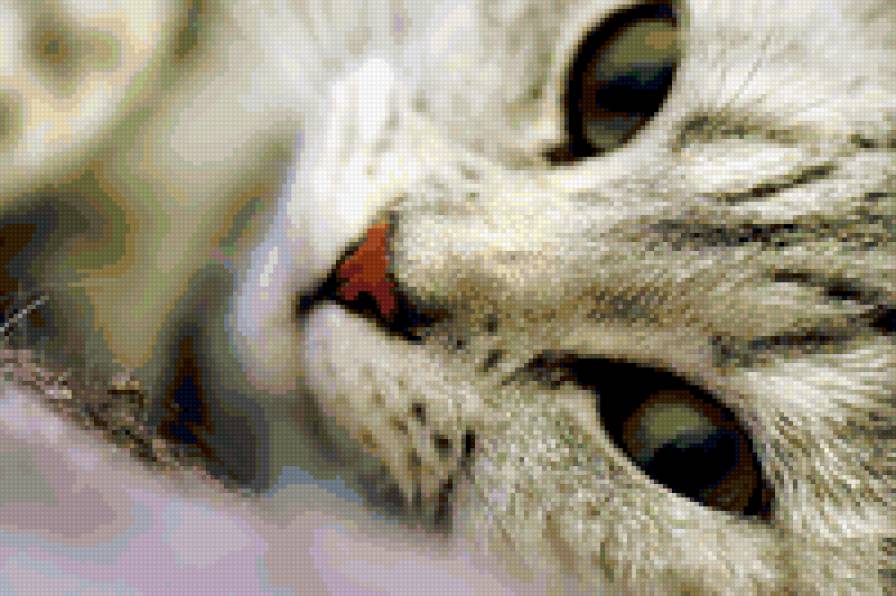 кошка - кошка - предпросмотр