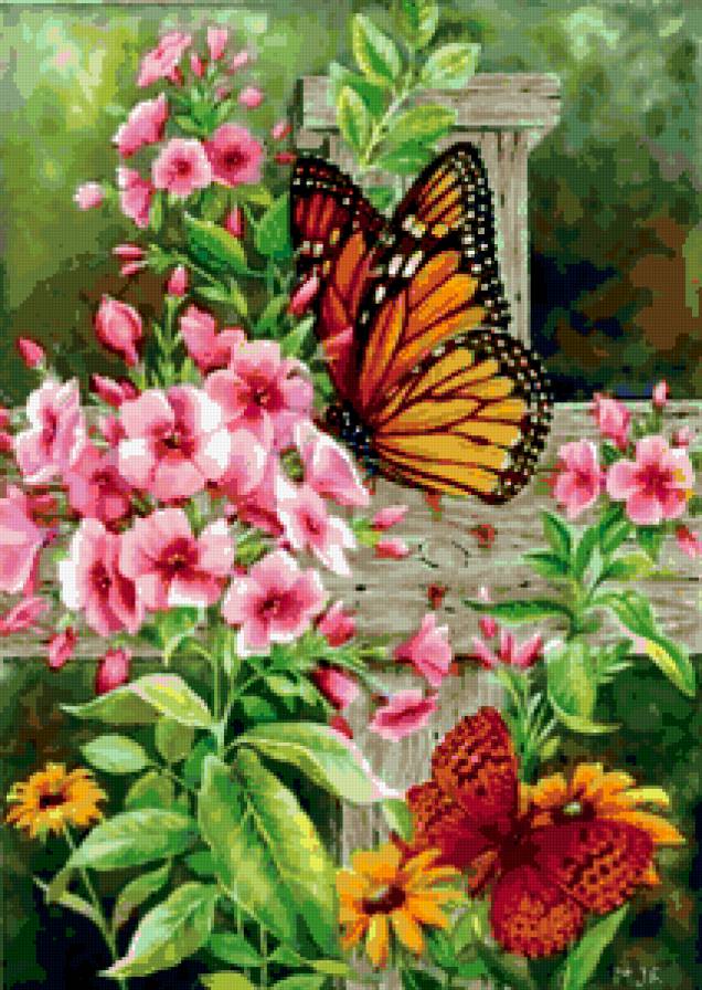Флокс с бабочками - цветы, букет, бабочки - предпросмотр