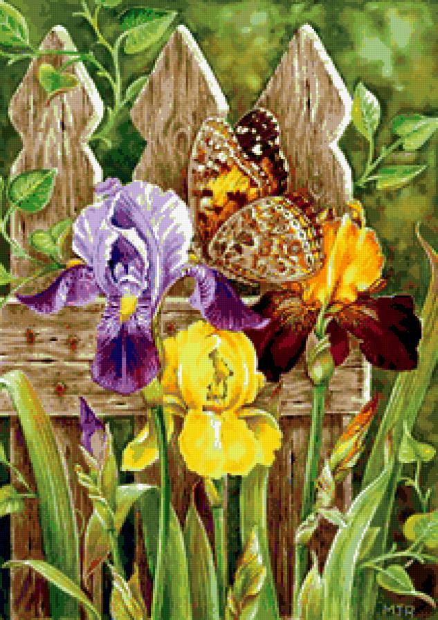 Ирис - натюрморт, бабочки, цветы, ирис, букет - предпросмотр