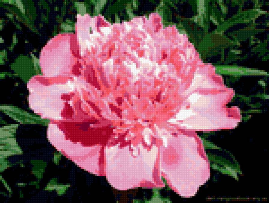 Розовый пион - пион - предпросмотр