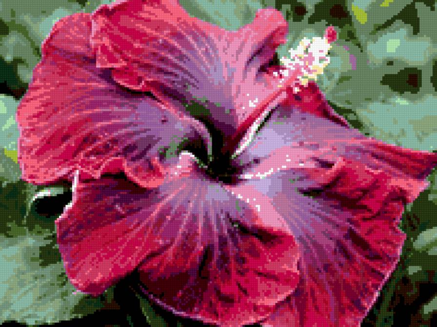 гибискус - цветы, домашние цветы - предпросмотр