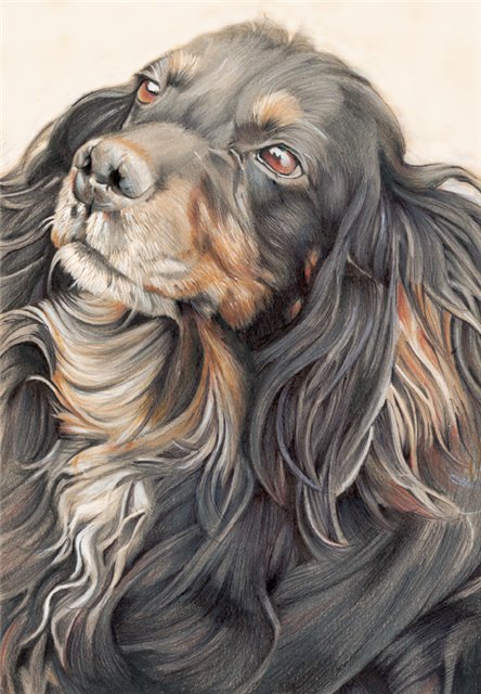 собака2 - собака - оригинал