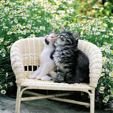 Схема вышивки «сладкая парочка»