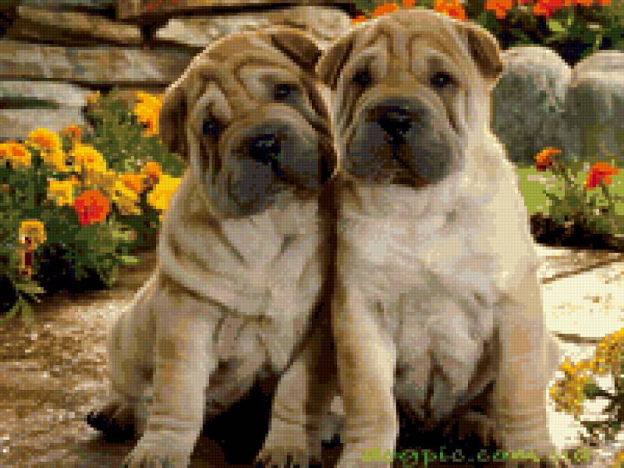 щенки - щенки, собаки, жживотные - предпросмотр