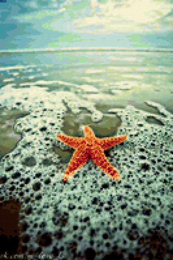 морская звезда - предпросмотр