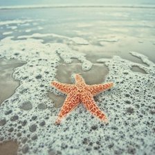 морская звезда