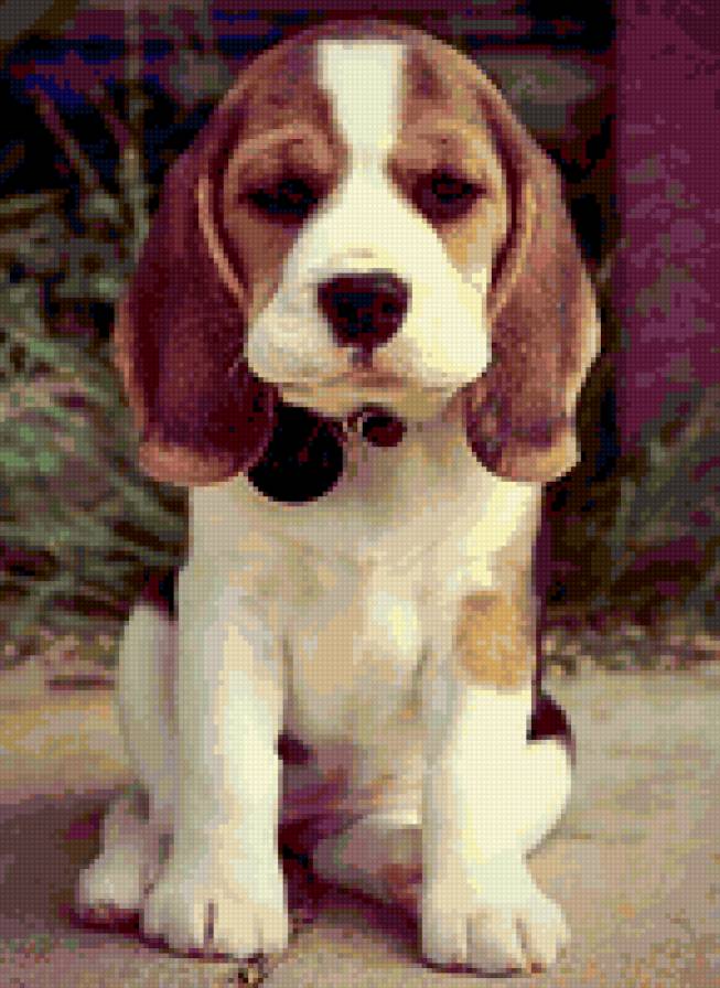 щенок - предпросмотр