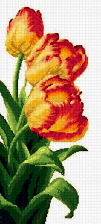 тюльпаны - цветы - предпросмотр