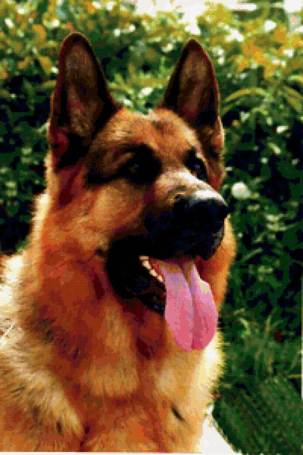 немецкая овчарка - собака - предпросмотр