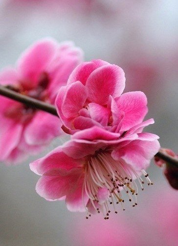 весенний цветок - оригинал