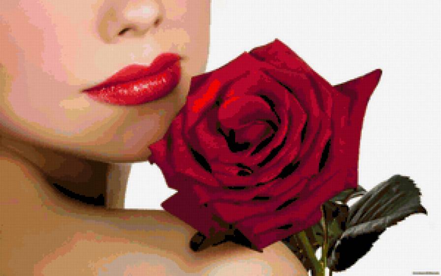 Роза - цветы, розы, нежность - предпросмотр