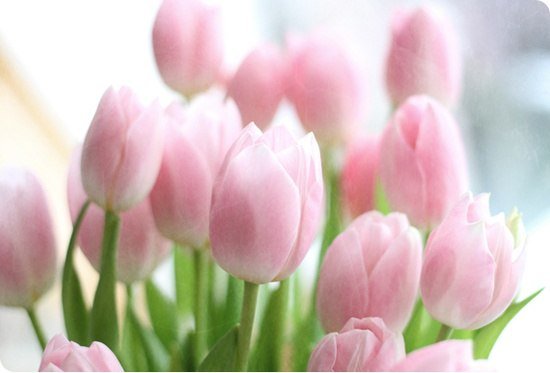 тюльп - оригинал