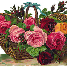 Оригинал схемы вышивки «розы» (№303800)