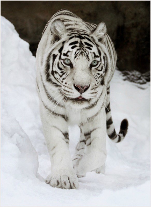 Белый тигр - тигр, животные, тигры - оригинал