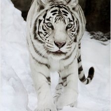 Оригинал схемы вышивки «Белый тигр» (№303937)