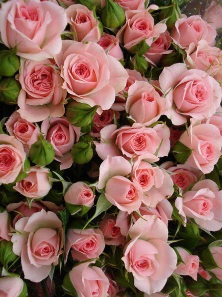 №303950 - розовые розы, цветы, розы - оригинал