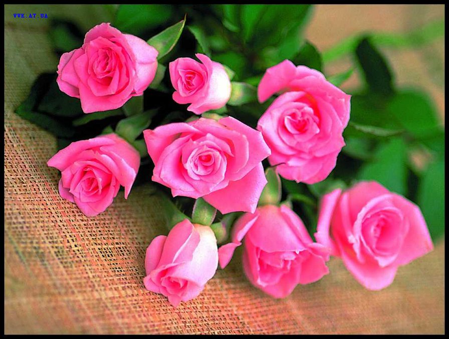 розыв - оригинал