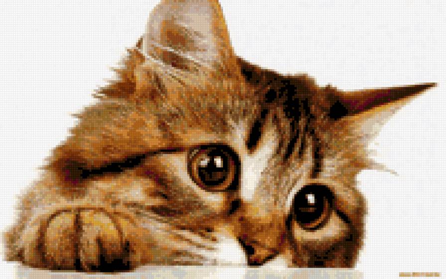 кот - животные - предпросмотр