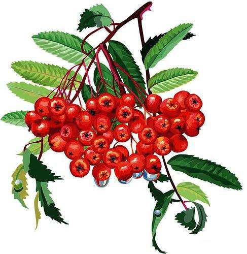 красная рябина - оригинал