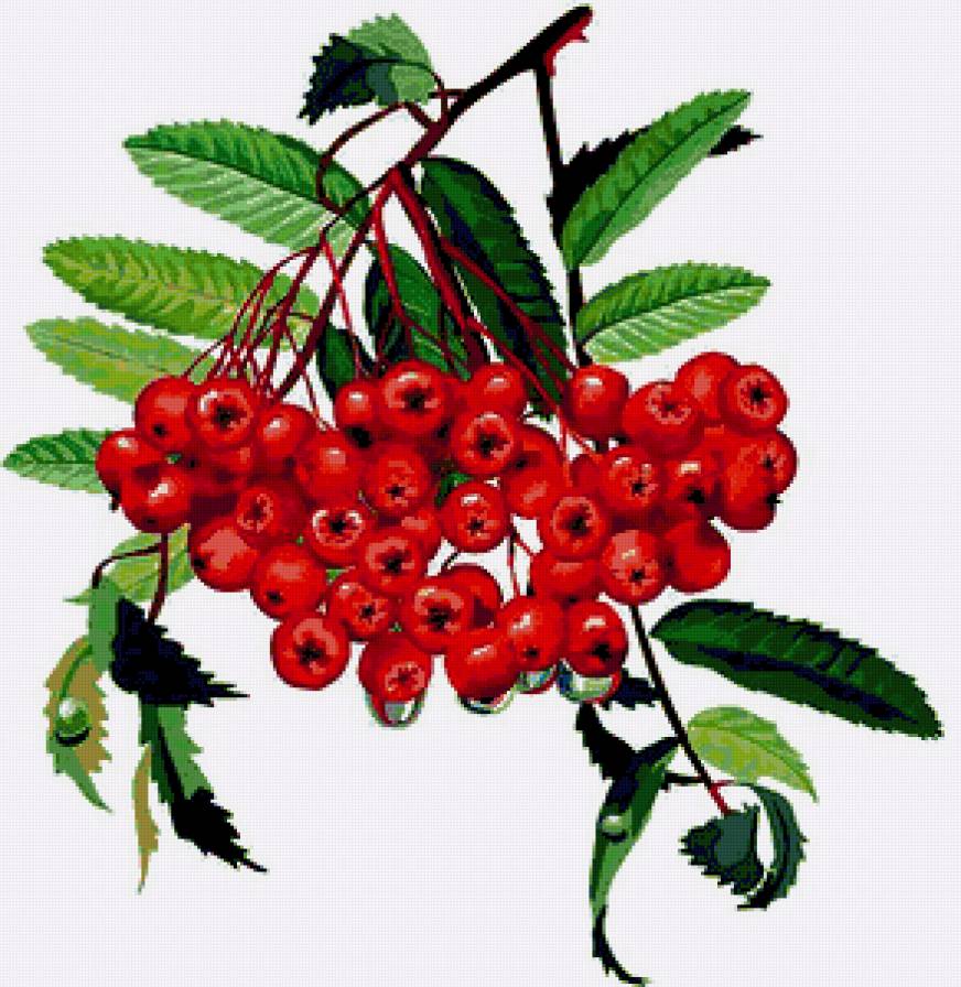 красная рябина - предпросмотр
